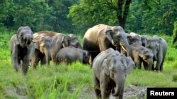 印度的野生象群