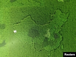上海有人种稻田种出了中国地图的形状（2016年9月25日）