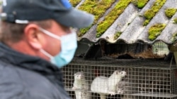 丹麦一个貂养殖场（路透社2020年10月9日）