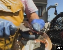 渔民用量器测量龙虾大小