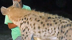 ການ​ຖິ້ມ​ເຫຍື່ອ ແລະ ຖິ້ມ​ຊິ້ນ​ສ່ວນ​ເສດ​ເຫຼືອ​ຂອງ​ສັດ​ທີ່ບໍ່​ຖືກ​ຕ້ອງ ເປັນ​ເຫດ​ເຮັດ​ໃຫ້​ໝາກ ໄຮ​ອີ​ນາ ໂຈມ​ຕີ​ຄົນ