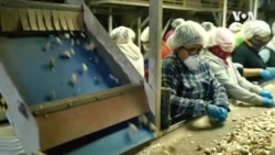 加州三代蒜农抗争中国倾销 贸易战中成赢家