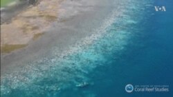World's Coral Reefs Facing Increasing Pressure