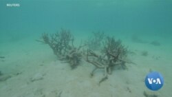 IPBES Report Will Call for Sustainable Growth