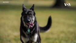 拜登總統愛犬在發生咬人事件後離開白宮