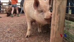 非同寻常的感恩节庆典 火鸡成了座上宾