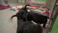 美国风情：走进动物收容所