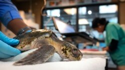 ພາສາອັງກິດໃນຂ່າວ Rehabilitate ມີຄວາມໝາຍວ່າ ຊ່ວຍປັບຕົວ ຫຼື ເຮັດໃຫ້ຊີວິດ ກັບຄືນສູ່ປົກກະຕິ