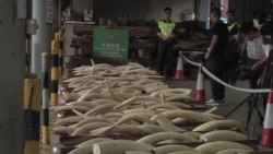 香港海關查獲大批走私象牙