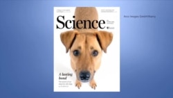 目光交流越久 人与狗的感情越深