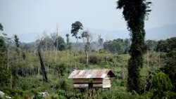 ຊົນເຜົ່າພື້ນເມືອງ ອໍຣັງ ຣິມບາ ຂອງອິນໂດເນເຊຍ ຄົ້ນພົບພັນທະມິດ ໃນການດິ້ນຮົນ ເພື່ອຄວາມຢູ່ລອດ