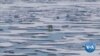 On World Polar Bear Day Climatologists Sound the Alarm