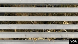 2025年3月3日，透過熊貓館樓下的柵欄縫隙，還能看到大貓熊吃剩的竹子。 (美國之音/李北平攝)