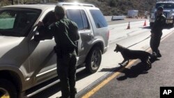 Пограничники используют собаку, натренированную на обнаружение наркотиков, для проверки транспортных средств на контрольно-пропускном пункте Pine Valley в Калифорнии (AP Photo/Elliot Spagat, архивное фото)