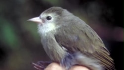 夏威夷濒危鸟类获得二次机会