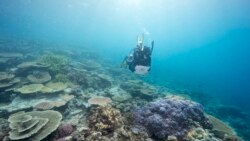 ໂດ​ຣນ​ໃຕ້​ນ້ຳ ຈະ​ຊ່ວຍ​ການ​ສຶກ​ສາ ກ່ຽວ​ກັບ ໝູ່​ປະ​ກາ​ລັງ