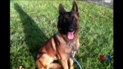 美俄两国向法国捐赠警犬