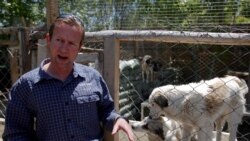 救人還是救犬? 從阿富汗拯救動物的行動引發慈善組織與英國政府的糾紛