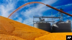 美國伊利諾伊州的玉米收成。