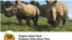 维吉尼亚野生动物园
