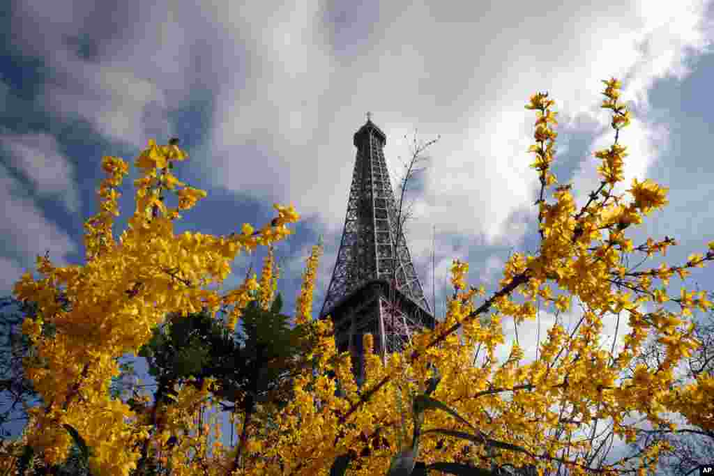 2017年3月14日，春到巴黎，花树掩映下的巴黎地标埃菲尔塔（ Eiffel Tower ）。法国首都巴黎是频繁发生新闻的大都会名城，也有很多往事，还是旅游胜地。