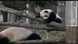 Новонароджені панди з Вашингтона стали зірками у США. Відео