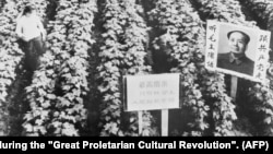 1968年9月，“文革”期间，葡萄园里的毛泽东肖像