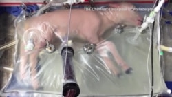 Artificial Womb Provides Hope for Premature Babies