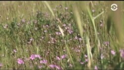 Травных дел мастер