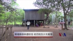 柬埔寨森林遭砍伐 老百姓生计无着落
