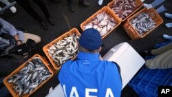 ແຟ້ມພາບ - ສະມາຊິກຂອງກຸ່ມຜູ້ຊ່ຽວຊານ ຈາກອົງການ​ພະລັງງານ​ປະລະມານູ​ສາກົນ (IAEA) ສັງເກດເບິ່ງປາຕົວຢ່າງ ຢູ່ທີ່ ທ່າເຮືອ ຮິຊາໂນຮາມະ ໃນວັນທີ 19 ຕຸລາ 2023, ໃນແຂວງ ອີວາກິ ທາງພາກຕາເວັນອອກສ່ຽງເໜືອຂອງຍີ່ປຸ່ນ.