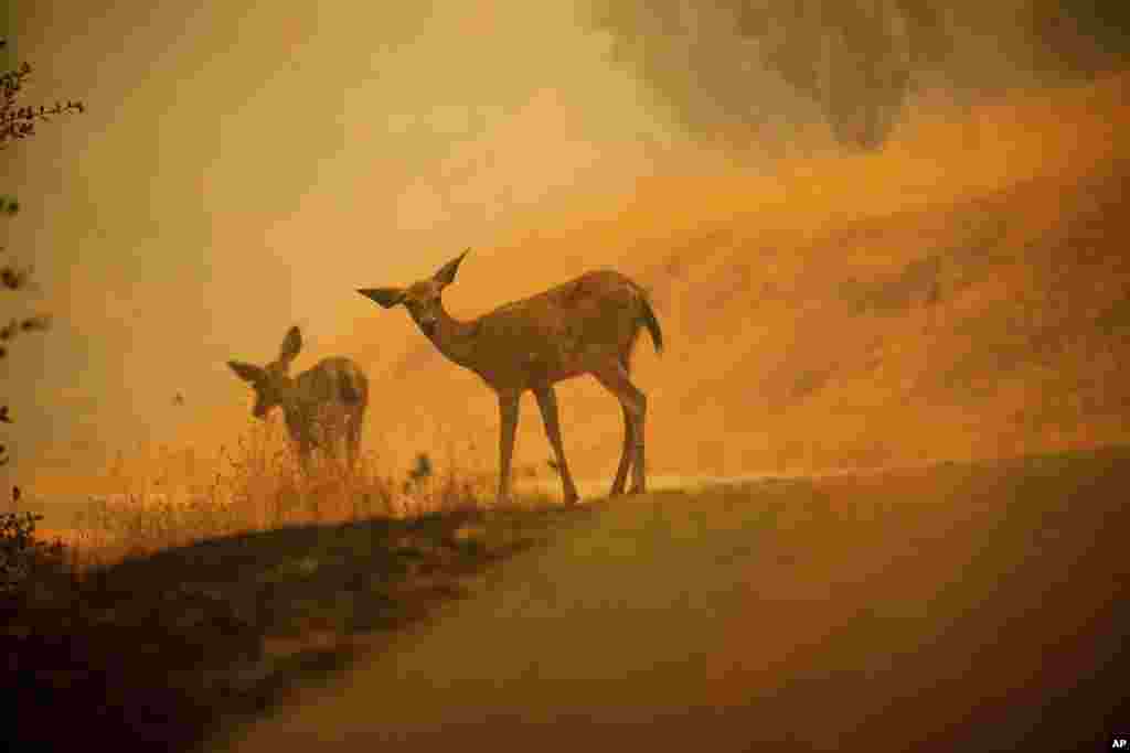 2018年7月28日，卡尔大火在加利福尼亚州雷丁市附近燃烧，野鹿在覆盖着阻燃剂的道路上。