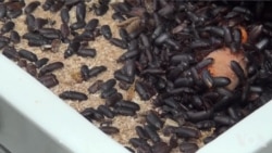 昆虫成为美国人的盘中餐