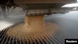中國儲備糧管理集團本週購入了近50萬公噸美國大豆，將於明年3月和4月交付。 (路透社：2021年10月7日)