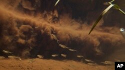 ແຟ້ມພາບ: ປາລອຍຜ່ານຕົມທີ່ໄດ້ຖືກປ່ອຍລົງມາໂດຍການພັງລົງຂອງເຂື່ອນບໍລິສັດບໍ່ແຮ່ ໃນສາຂາແມ່ນ້ຳທີ່ໄຫລໄປສູ່ແມ່ນ້ຳ ປາຣາໂອເປບາ (Paraopeba River) ໃກ້ກັບຊຸມຊົນຂອງຊົນເຜົ່າພື້ນເມືອງ Pataxo Ha-ha-hae ໃນເຂດ ບຣູມາດິນໂຍ, ປະເທດບຣາຊີລ, ວັນອັງຄານ ທີ 29, ມັງກອນ 2019. (AP Photo/Leo Correa, File)