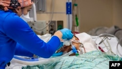 资料照片：一名医务工作者在康涅狄格州哈特福德医院的加护病房照料一名40岁的未接种疫苗、接受插管治疗的新冠病毒患者。(2022年1月18日)