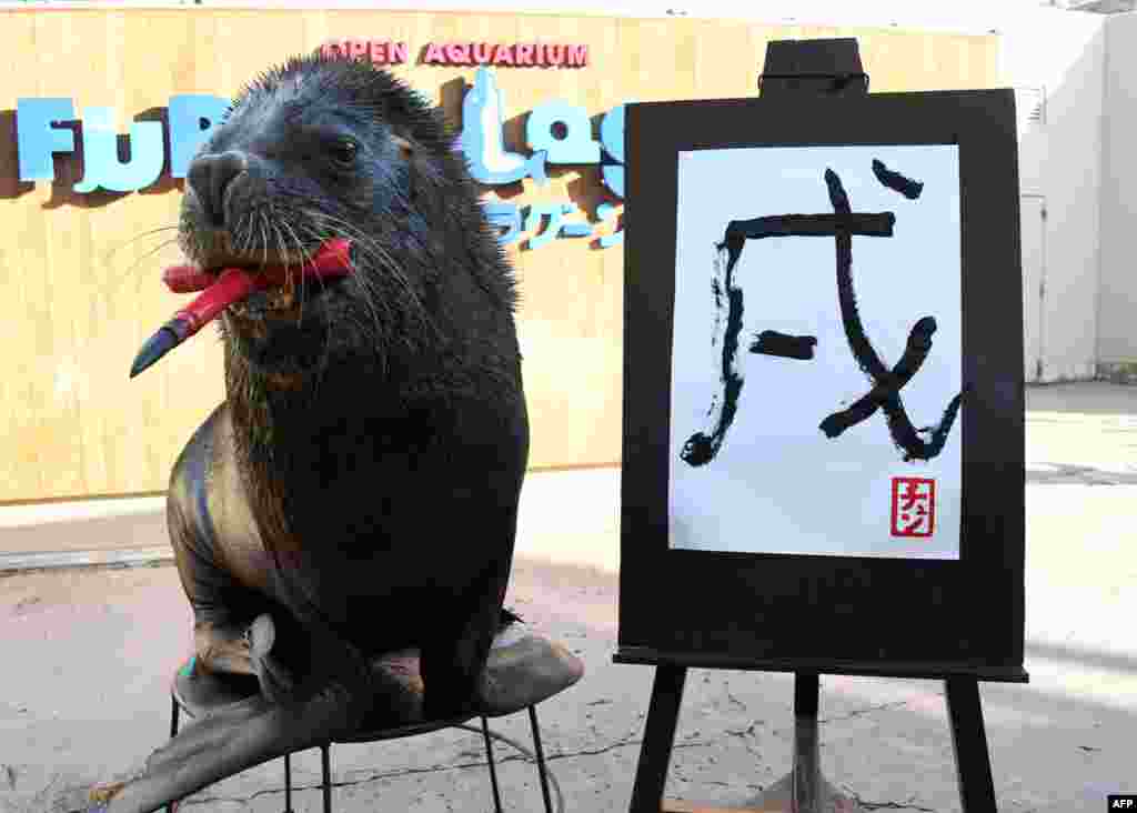 在东京郊区横滨的八景岛海洋天堂水族馆，一头名叫陈的13岁海狮写&ldquo;戌&rdquo;字，迎接狗年。（2017年12月26日）