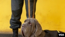 緝毒犬(資料圖片)