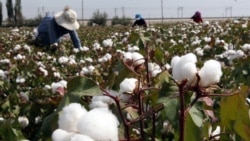 正式生效！美總統拜登簽署法案禁止新疆強迫勞動產品進入美國