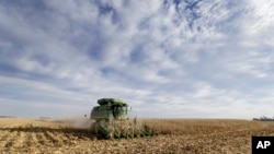 艾奧瓦州一家農場的玉米田（資料照）