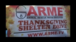 感恩节的爱无界线