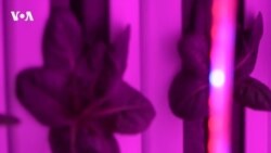 Ферма в контейнере