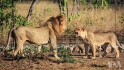 马拉维完成狮子迁徙 好莱坞影星解囊助力