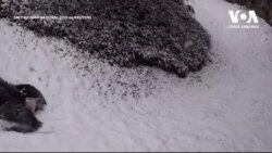 Великі панди і перший сніг Вашингтона. Відео