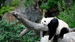 旅美熊貓之死引發網絡反美，中國官媒趁勢批美對華政策