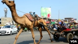 在古吉拉特邦的省級公路上，駱駝車與汽車同時在機動車道路上前行。 （美國之音朱諾拍攝，2017年11月15日）