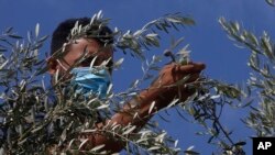 资料照片：一名巴勒斯坦农民戴着口罩在加沙市采摘橄榄。(2020年10月8日)