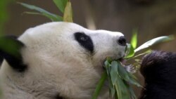 美中延續熊貓保育合作 一對大熊貓即將抵達美國聖地牙哥動物園