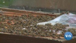 On World Bee Day, Worrying Developments for the World's Pollinators