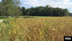 资料照片：美国印第安纳州斯科茨伯格镇(Scottsburg)的一个大豆农田。(2018年9月19日)